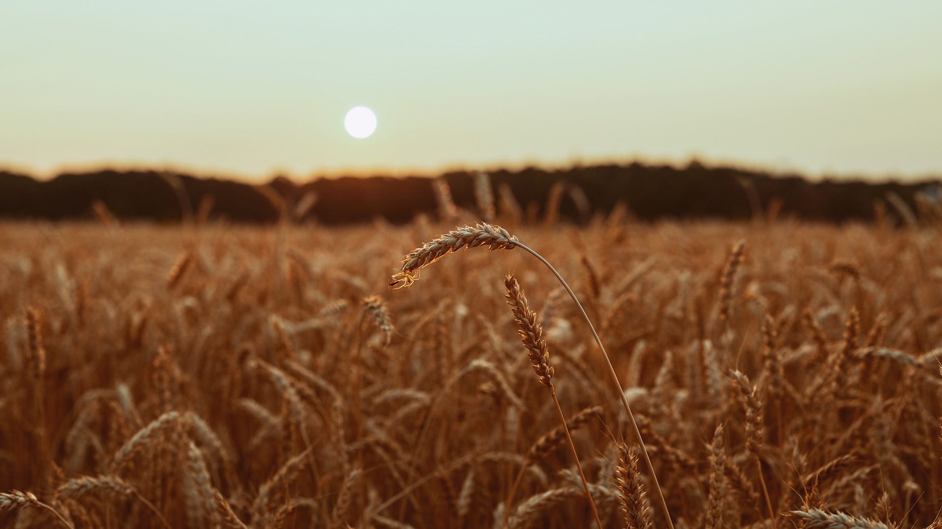 Stock photo of a wheat field at sunset, focused on two spikes of wheat in the foreground